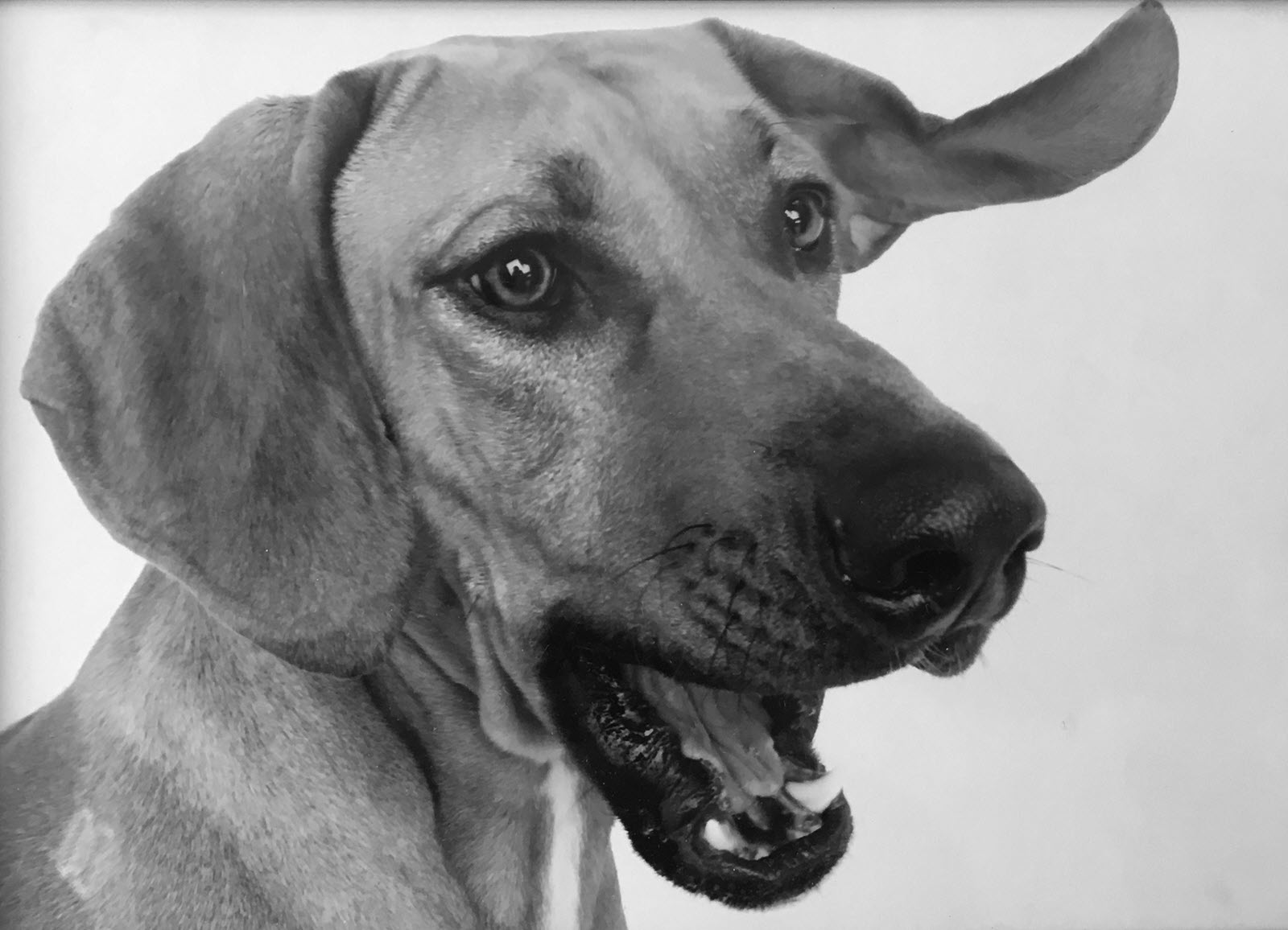 Buster hound dog creatives